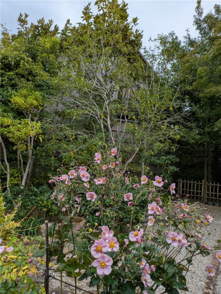 Kuboso_garden plants