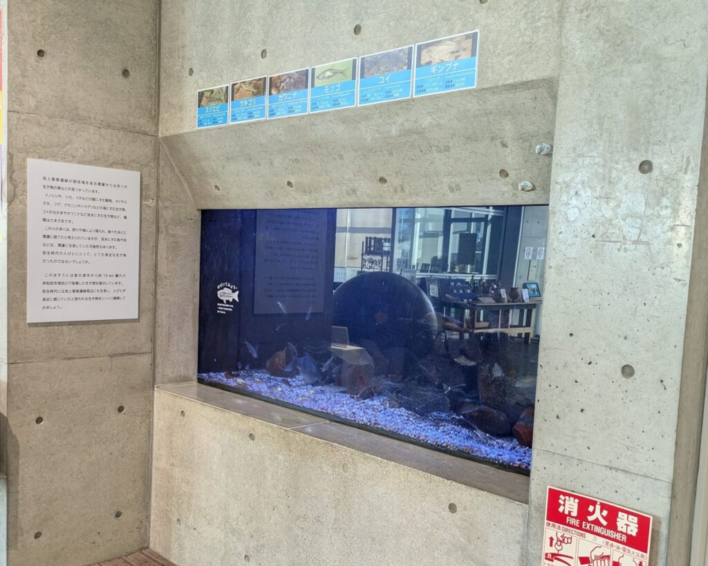 yayoigaku_aquarium_01