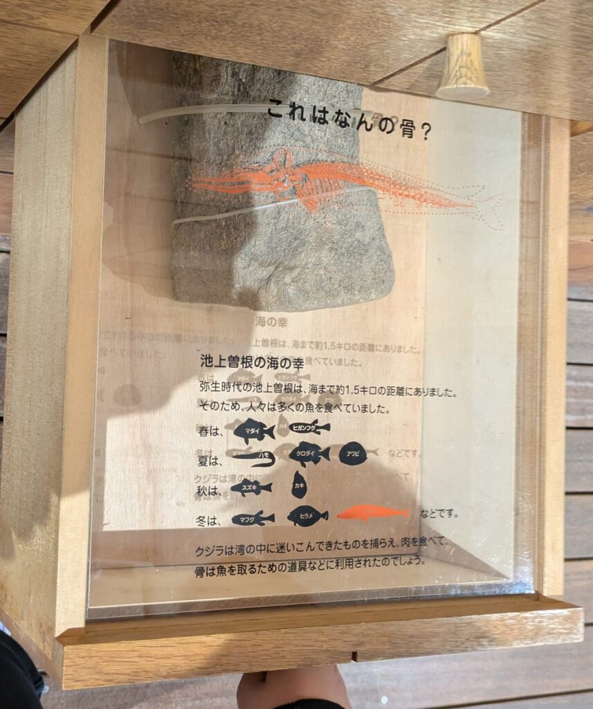 ayoigaku_wall-drawer_drawer02